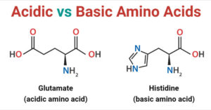 Acidic Amino Acids vs Basic Amino Acids