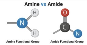 Amines vs Amides