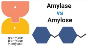 Amylase vs Amylose