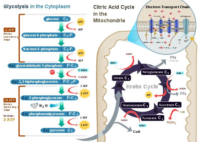 Cellular Respiration- Examples of Oxidation