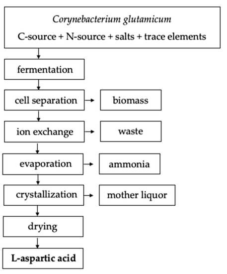 Production of Aspartic Acid (Aspartate)