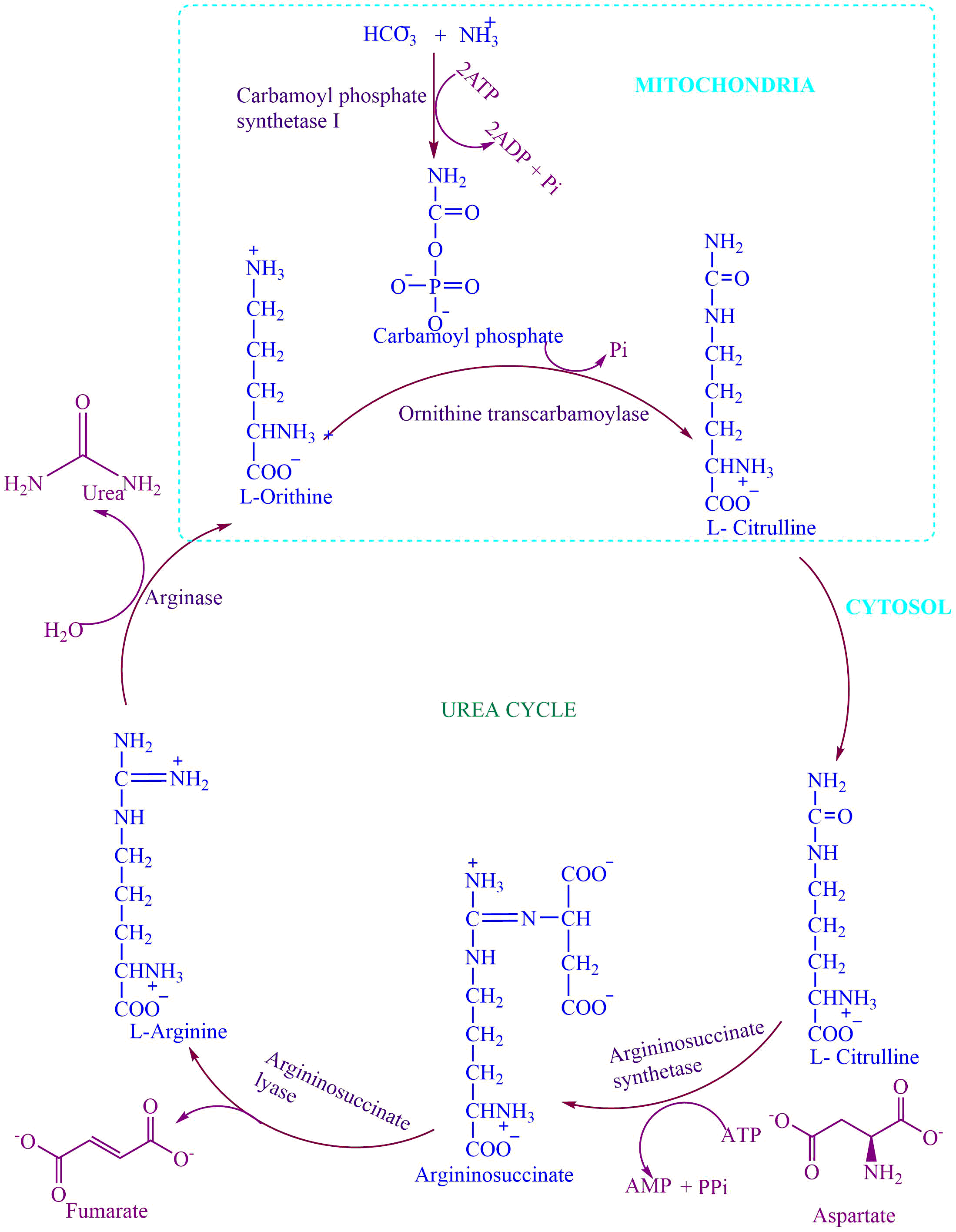 Urea Cycle Lehninger Urea Cycle Lehninger