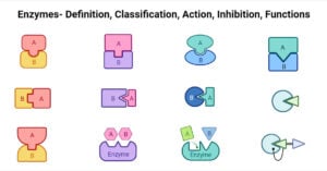 Enzymes- Definition, Classification, Action, Inhibition, Functions