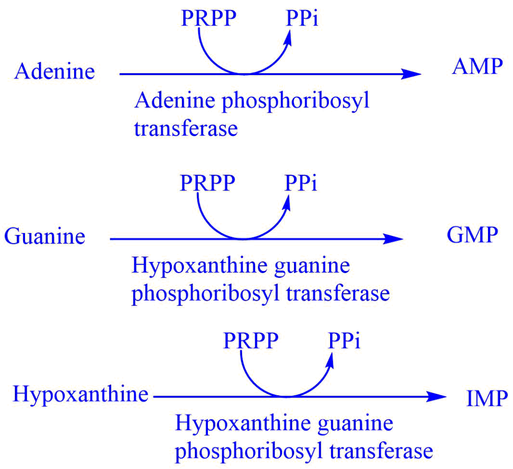 Salvage pathway of purine synthesis