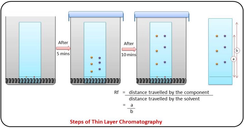 Steps in Thin Layer Chromatography