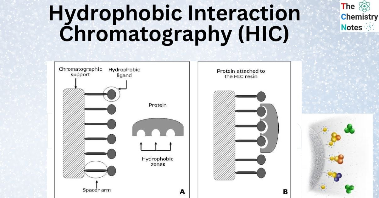 Hydrophobic interaction chromatography (HIC)