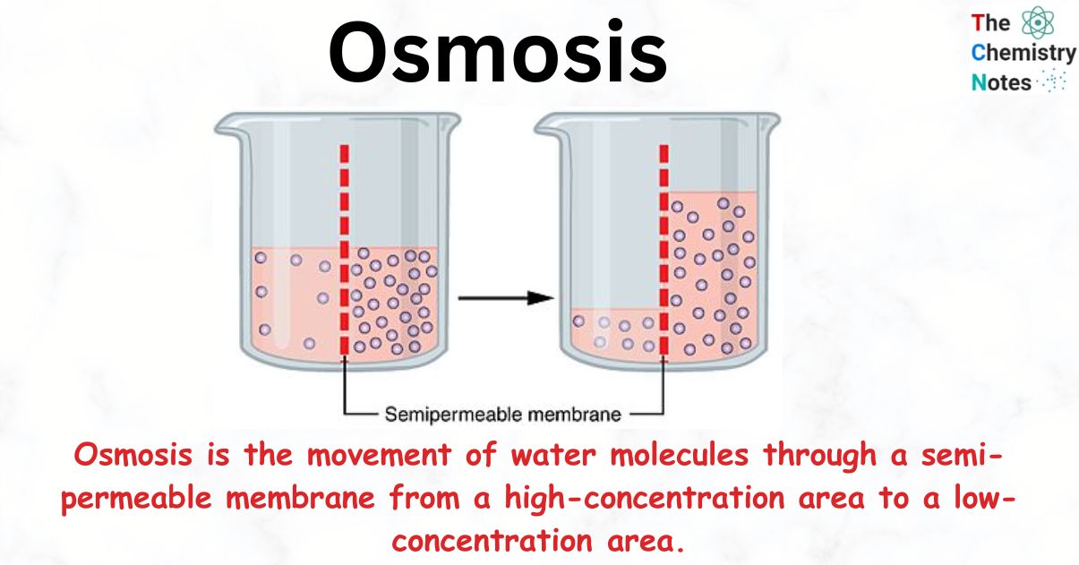 Osmosis Definition Biology Osmosis CK 12 Foundation Osmosis Definition Biology Osmosis CK 12 Foundation