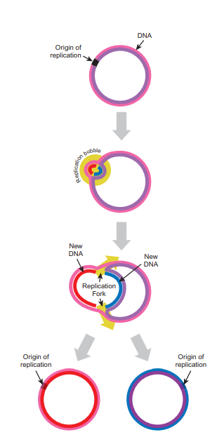 Bidirectional plasmid replication