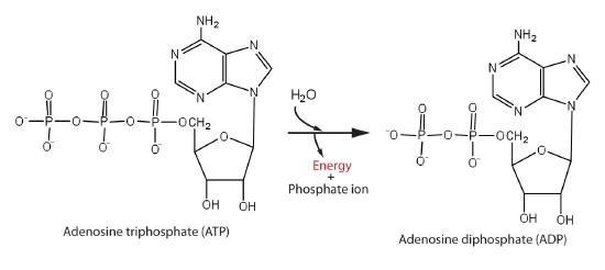 Hydrolysis of ATP to Form ADP 