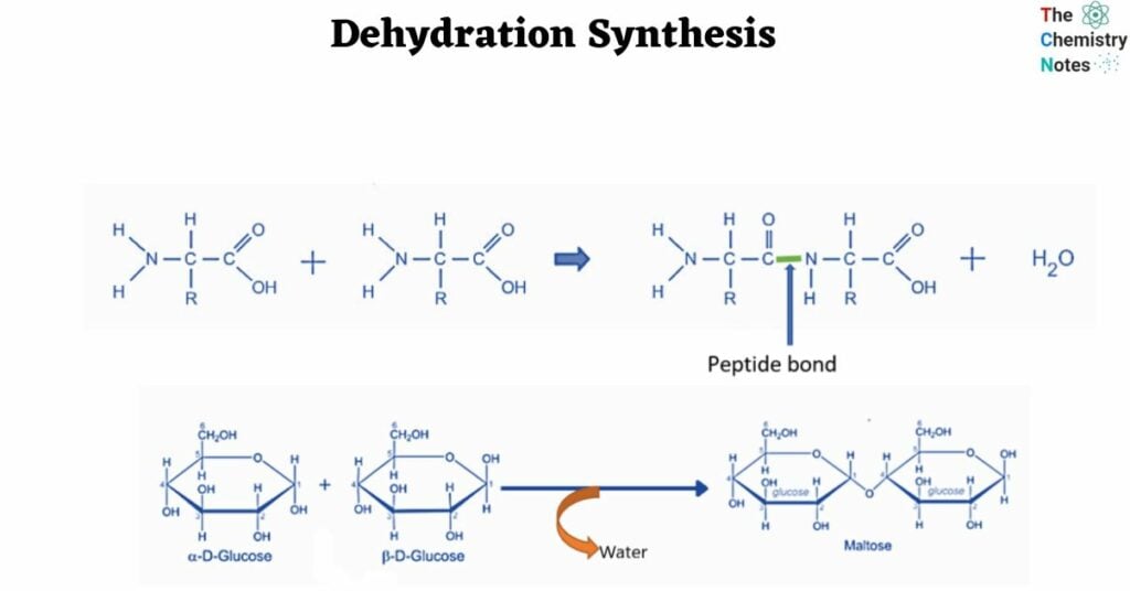 dehydration-synthesis-types-examples-importance