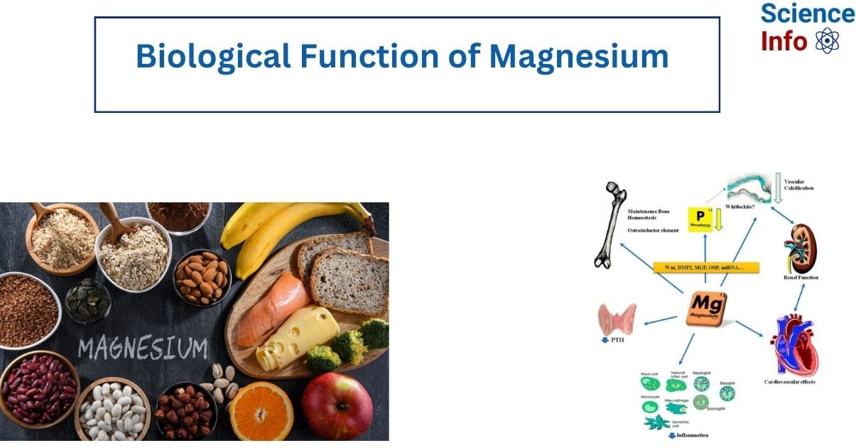 Biological Function of Magnesium