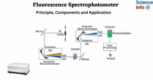 Fluorescence Spectrophotometer Principle, Components and Application