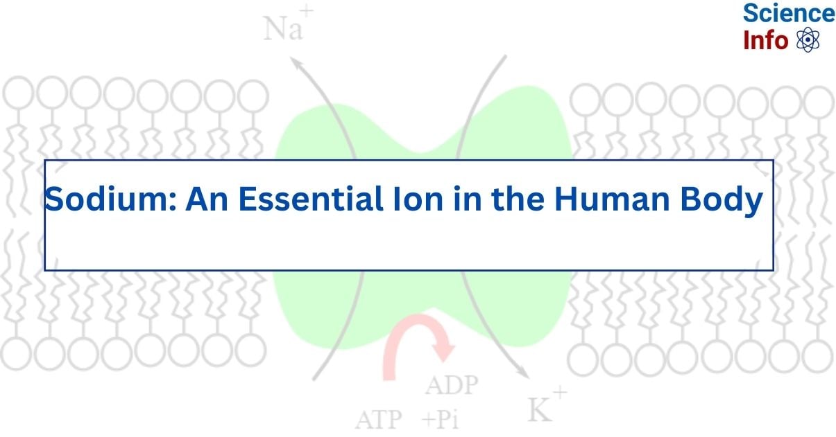 Sodium An Essential Ion in the Human Body