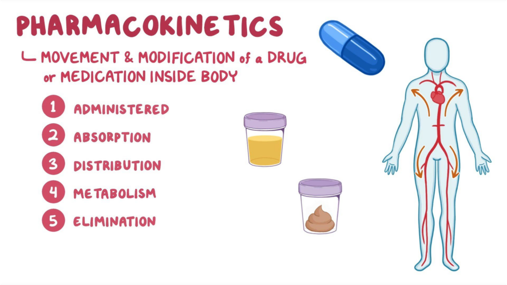 Pharmacokinetics (ADME) 