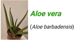 Aloe vera (Aloe barbadensis)