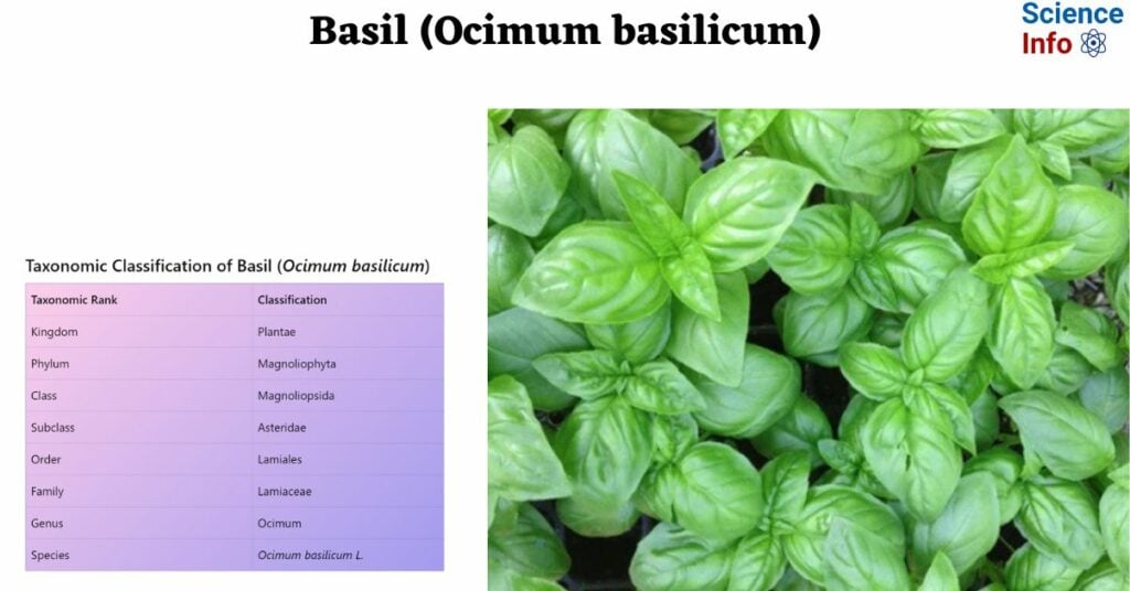 Basil Plant (Ocimum basilicum)