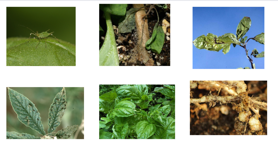 Pest and Diseases in Basil Plant