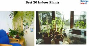Best 20 Indoor Plants to have at your home