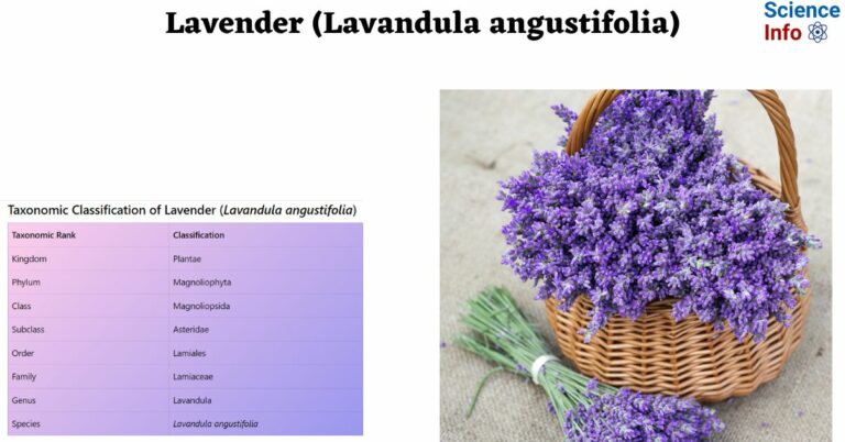 Lavender (Lavandula angustifolia): A Complete Guide