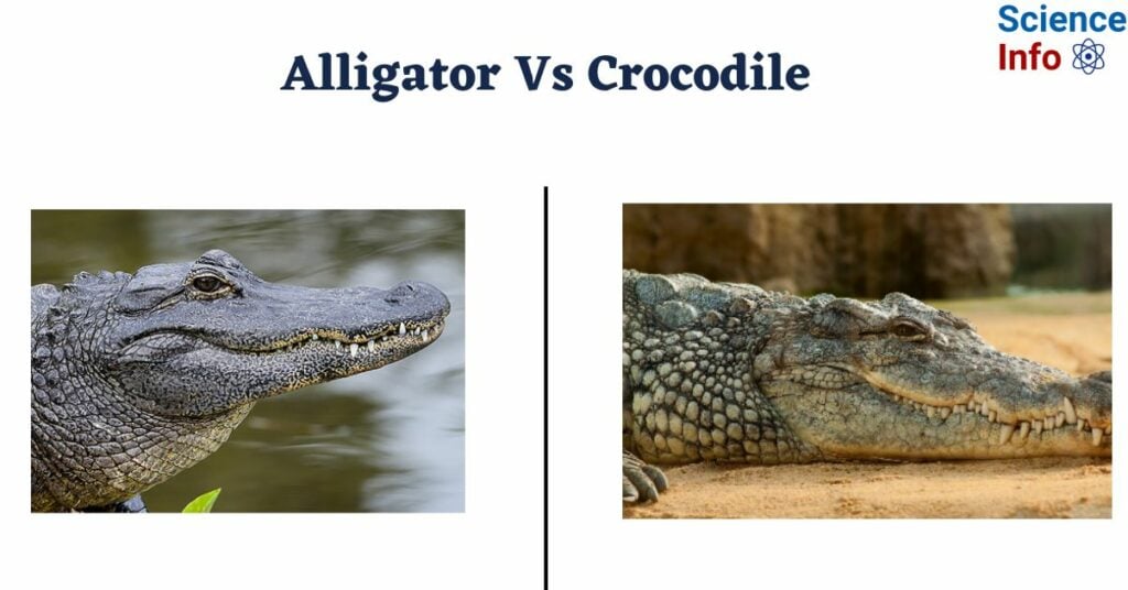 Difference Between Alligator and Crocodile