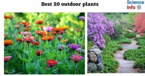 Best 20 outdoor plants to have in your garden