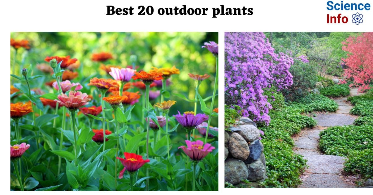 Best 20 outdoor plants to have in your garden