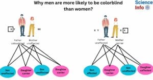 Why men are more likely to be colorblind than women?