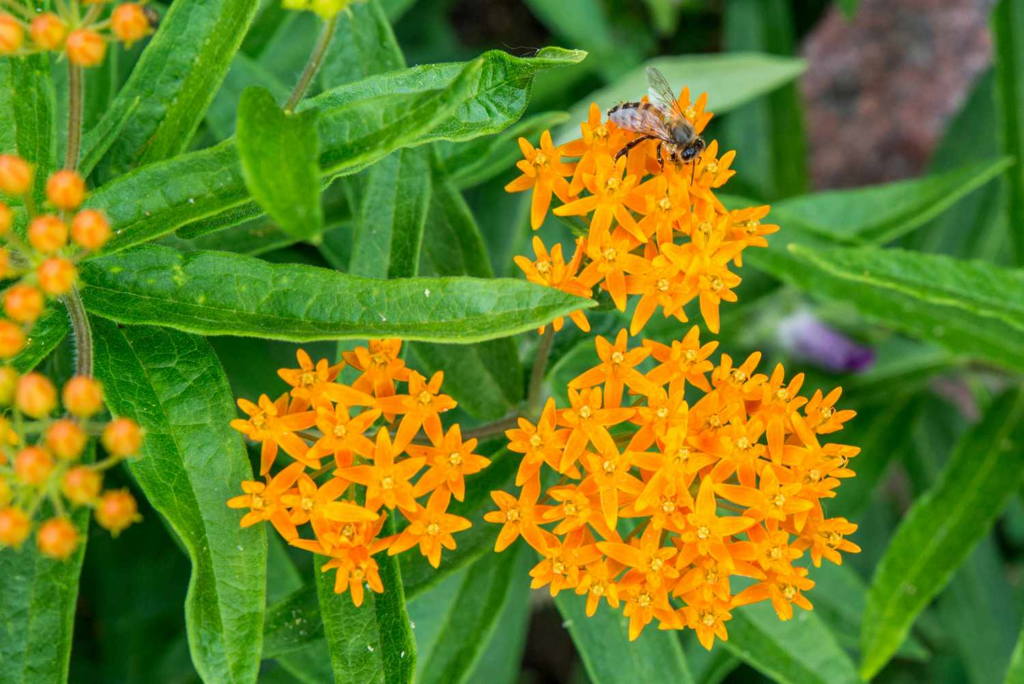 Butterfly weed 