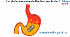 Can the human stomach dissolve razor blades