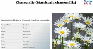 Chamomile (Matricaria chamomilla)