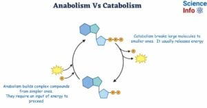 Difference Between Anabolism and Catabolism
