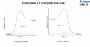 Difference Between Endergonic and Exergonic Reaction
