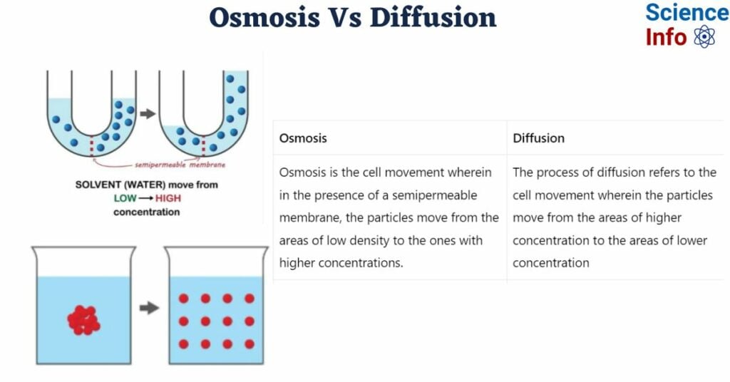 Difference Between Osmosis And Diffusion Difference Between Osmosis And Diffusion