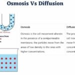 Difference Between Osmosis and Diffusion