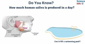 How much human saliva is produced in a day