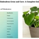 Philodendron Grow and Care A Complete Guide