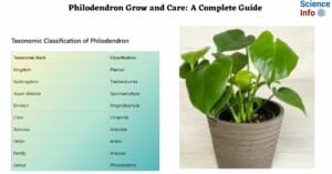 Philodendron Grow and Care A Complete Guide