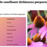Purple coneflower (Echinacea purpurea)