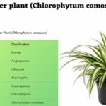 Spider plant (Chlorophytum comosum)