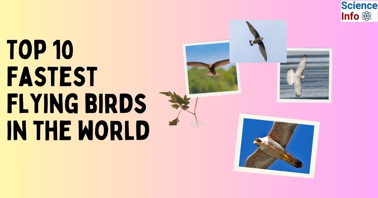 Top 10 fastest flying birds in the world