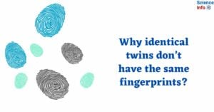 Why identical twins don’t have the same fingerprints