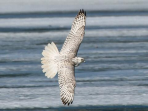Top 10 fastest flying birds in the world
