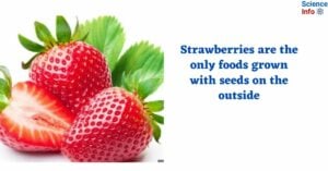 Strawberries are the only foods grown with seeds on the outside