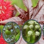 Top 10 poisonous plants in the world