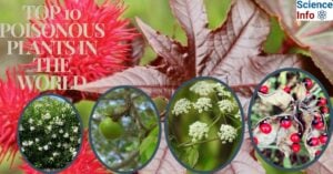 Top 10 poisonous plants in the world