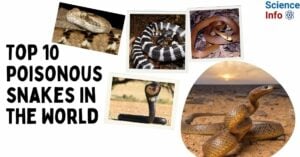 Top 10 poisonous snakes in the World