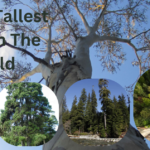Top 10 tallest trees in the world