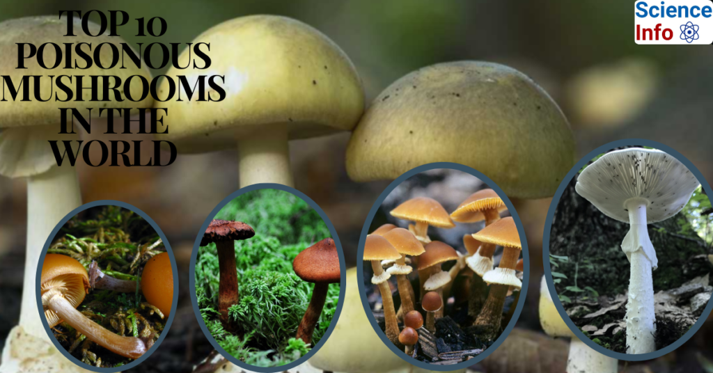 top 10 poisonous mushrooms in the world