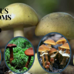 top 10 poisonous mushrooms in the world