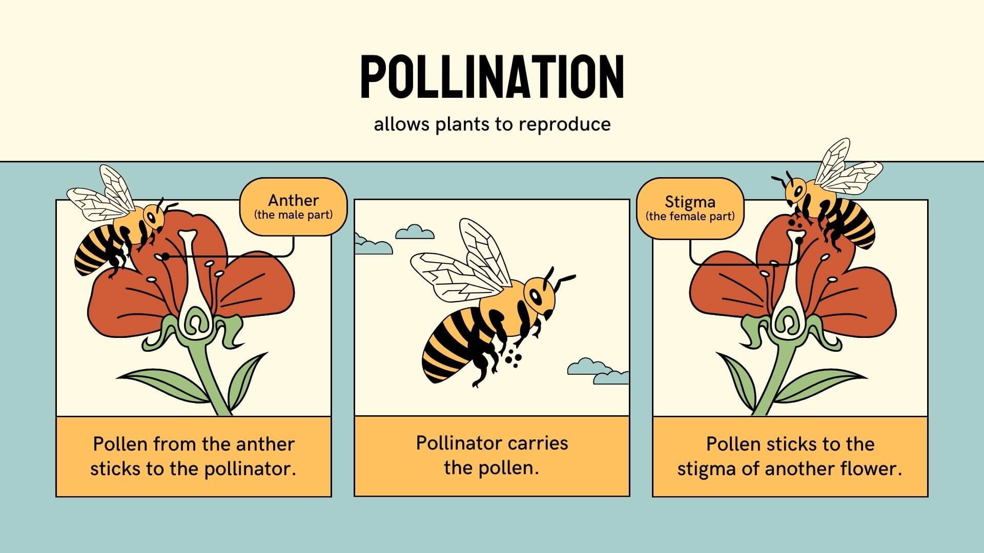 Bees and Pollination